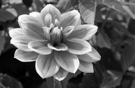 Flowers (Black and White) .